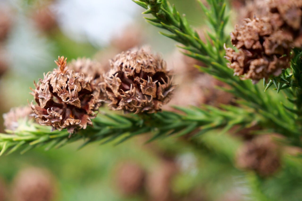 樹の上 Cryptomeria japonica | Japanese cedar - Pepinierele Van den Berk
